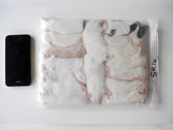 384 Rats 384 Small Rats – Large Box - Rodent Farm