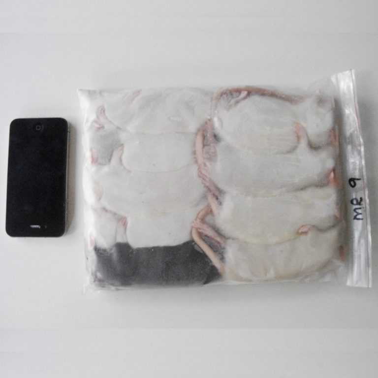 Frozen Rats – Rodent Farm