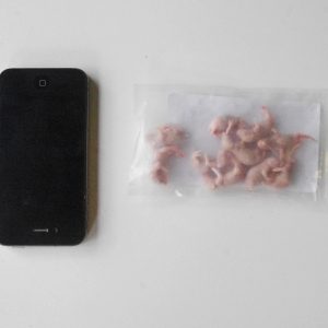 10 Pinkie Frozen Mice – Standard Pack