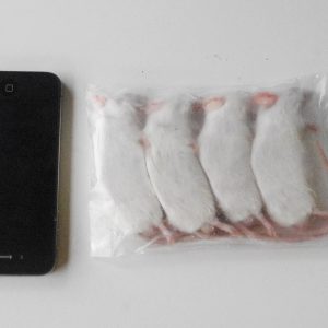 4 X-Large Frozen Mice – Standard Pack